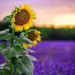 دانلود آهنگ صدای پای گل میاد “ریمیکس هوش مصنوعی” از هایده و مهستی